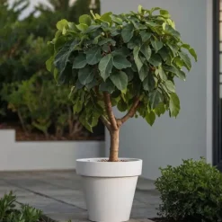 Figen - Sæt med 2 - Ficus Carica - Højde 70-90cm - ⌀21cm