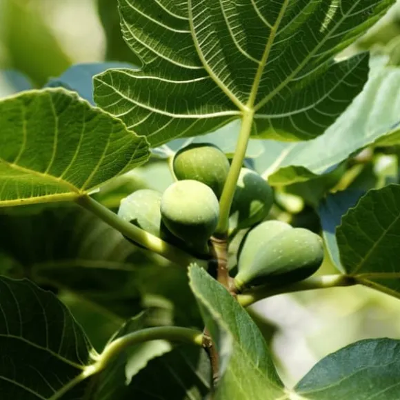 Figen - Sæt med 2 - Ficus Carica - Højde 70-90cm - ⌀21cm