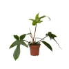 Filodendron - Philodendron 'Florida Green' - Højde 20-30cm - ⌀12cm