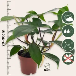 Filodendron - Philodendron 'Florida Green' - Højde 20-30cm - ⌀12cm