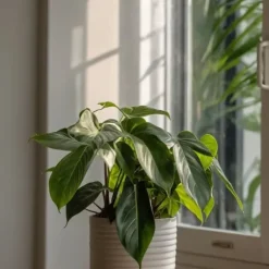 Filodendron - Philodendron 'Florida Green' - Højde 20-30cm - ⌀12cm