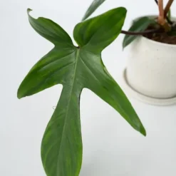 Filodendron - Philodendron 'Florida Green' - Højde 20-30cm - ⌀12cm