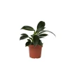 Filodendron - Philodendron 'Green Princess' - Højde 20-30cm - ⌀12cm