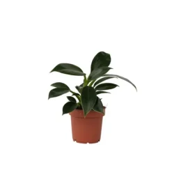 Filodendron - Philodendron 'Green Princess' - Højde 20-30cm - ⌀12cm
