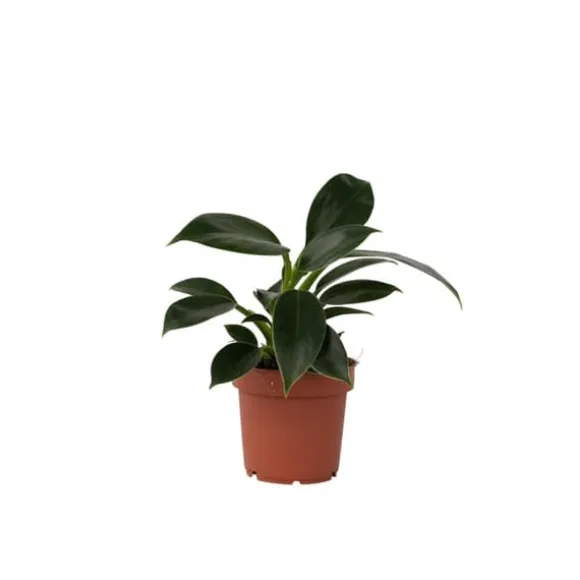 Filodendron - Philodendron 'Green Princess' - Højde 20-30cm - ⌀12cm