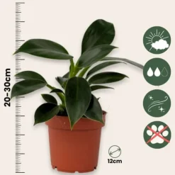 Filodendron - Philodendron 'Green Princess' - Højde 20-30cm - ⌀12cm
