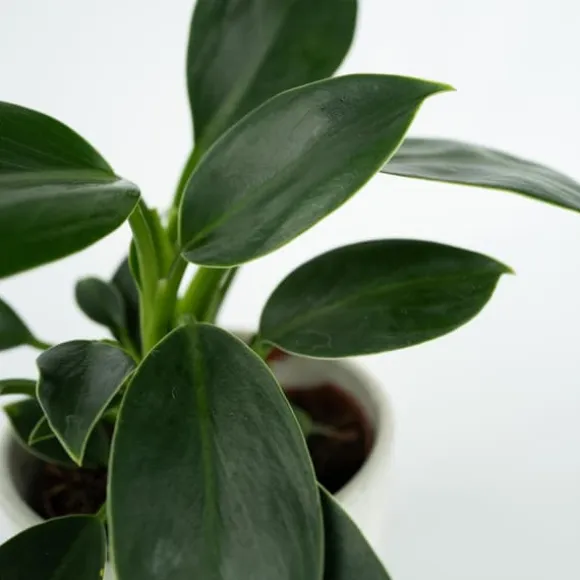 Filodendron - Philodendron 'Green Princess' - Højde 20-30cm - ⌀12cm