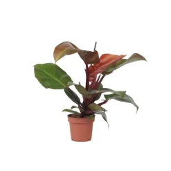 Filodendron - Philodendron 'Sun Light' - Højde 20-30cm - ⌀12cm