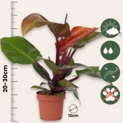Filodendron - Philodendron 'Sun Light' - Højde 20-30cm - ⌀12cm