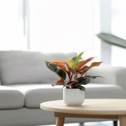 Filodendron - Philodendron 'Sun Light' - Højde 20-30cm - ⌀12cm
