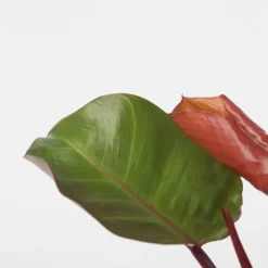 Filodendron - Philodendron 'Sun Light' - Højde 20-30cm - ⌀12cm