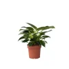 Filodendron - Philodendron 'White Wave' - Højde 25-40cm - ⌀12cm