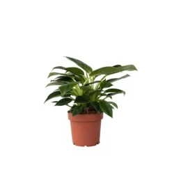 Filodendron - Philodendron 'White Wave' - Højde 25-40cm - ⌀12cm