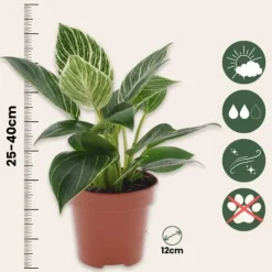 Filodendron - Philodendron 'White Wave' - Højde 25-40cm - ⌀12cm
