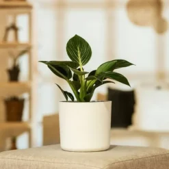 Filodendron - Philodendron 'White Wave' - Højde 25-40cm - ⌀12cm