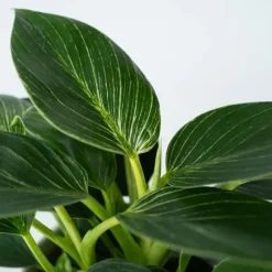 Filodendron - Philodendron 'White Wave' - Højde 25-40cm - ⌀12cm