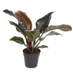 Filodendron - Philodendron 'Imperial Red' - Højde 50cm - ⌀19cm