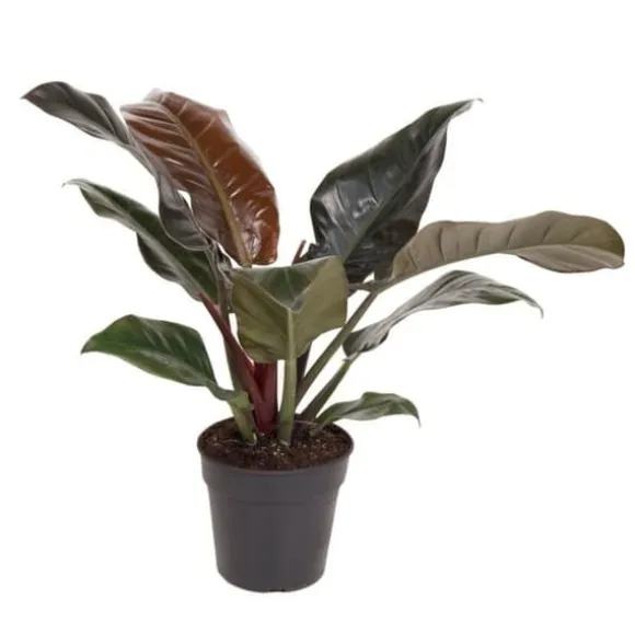 Filodendron - Philodendron 'Imperial Red' - Højde 50cm - ⌀19cm