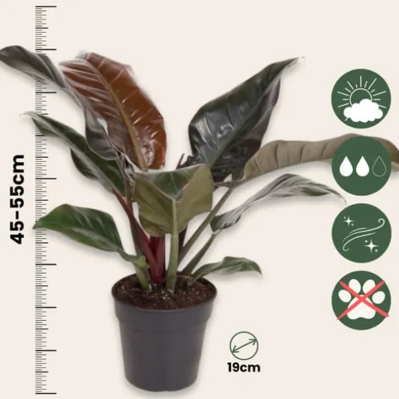 Filodendron - Philodendron 'Imperial Red' - Højde 50cm - ⌀19cm