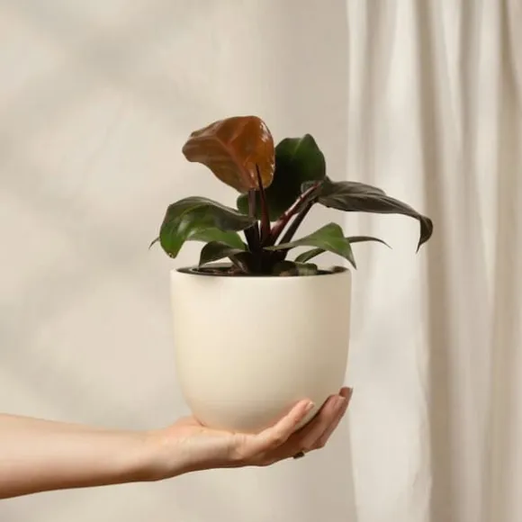 Filodendron - Philodendron 'Imperial Red' - Højde 50cm - ⌀19cm