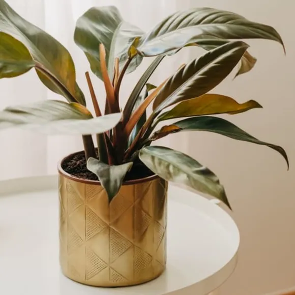 Filodendron - Philodendron 'Imperial Red' - Højde 50cm - ⌀19cm