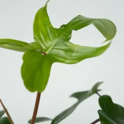 Filodendron - Sæt med 2 - Philodendron 'Florida Green' - Højde 20-30cm - ⌀12cm