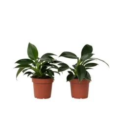 Filodendron - Sæt med 2 - Philodendron 'Green Princess' - Højde 20-30cm - ⌀12cm