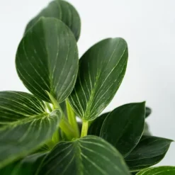 Filodendron - Sæt med 2 - Philodendron 'White Wave' - Højde 25-40cm - ⌀12cm