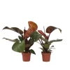 Filodendron - Sæt med 2 - Philodendron 'Sun Light' - Højde 20-30cm - ⌀12cm