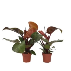 Filodendron - Sæt med 2 - Philodendron 'Sun Light' - Højde 20-30cm - ⌀12cm