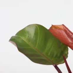 Filodendron - Sæt med 2 - Philodendron 'Sun Light' - Højde 20-30cm - ⌀12cm