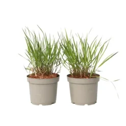 Fingergræs - 2 stk. - Panicum Virgatum 'Squaw' - Højde 40-60cm - ⌀23cm
