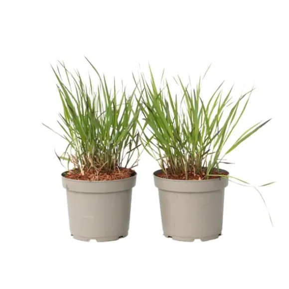 Fingergræs - 2 stk. - Panicum Virgatum 'Squaw' - Højde 40-60cm - ⌀23cm