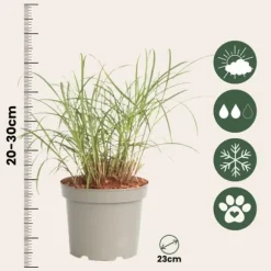 Fingergræs - 2 stk. - Panicum Virgatum 'Squaw' - Højde 40-60cm - ⌀23cm