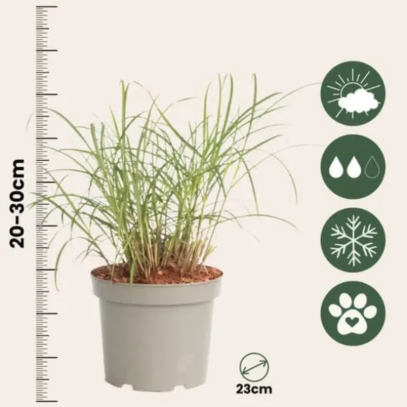 Fingergræs - 2 stk. - Panicum Virgatum 'Squaw' - Højde 40-60cm - ⌀23cm