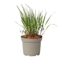 Fingergræs - Panicum Virgatum 'Squaw' - Højde 40-60cm - ⌀23cm