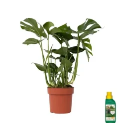 Fingerphilodendron - Monstera deliciosa - Højde 70-80cm - ⌀21cm