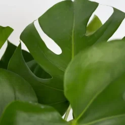 Fingerphilodendron - Monstera deliciosa - Højde 70-80cm - ⌀21cm