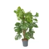 Fingerphilodendron - Monstera deliciosa - Højde 120-130cm - ⌀24cm