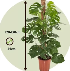 Fingerphilodendron - Monstera deliciosa - Højde 120-130cm - ⌀24cm