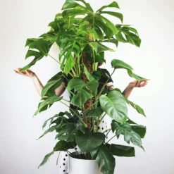 Fingerphilodendron - Monstera deliciosa - Højde 120-130cm - ⌀24cm