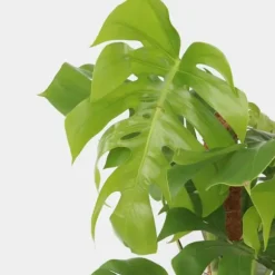 Fingerphilodendron - Monstera deliciosa - Højde 120-130cm - ⌀24cm