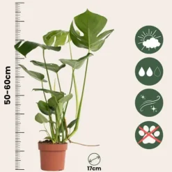 Fingerphilodendron - Monstera deliciosa - Højde 50-60cm - ⌀17cm