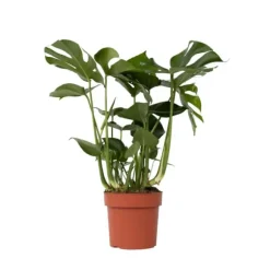 Fingerphilodendron - Monstera deliciosa - Højde 70-80cm - ⌀21cm