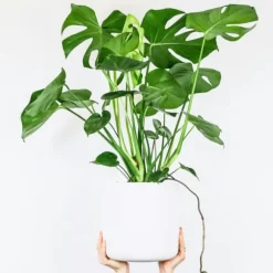 Fingerphilodendron - Monstera deliciosa - Højde 70-80cm - ⌀21cm