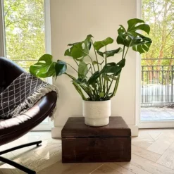 Fingerphilodendron - Monstera deliciosa - Højde 70-80cm - ⌀21cm