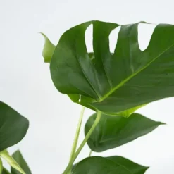 Fingerphilodendron - Monstera deliciosa - Højde 70-80cm - ⌀21cm