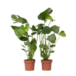 Fingerphilodendron - Sæt med 2 - Monstera deliciosa - Højde 50-60cm - ⌀17cm