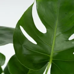 Fingerphilodendron - Sæt med 2 - Monstera deliciosa - Højde 50-60cm - ⌀17cm