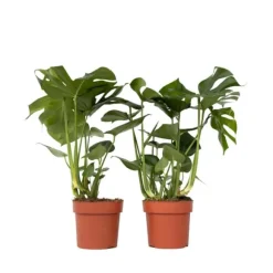 Fingerphilodendron - Sæt med 2 - Monstera deliciosa - Højde 70-80cm - ⌀21cm